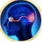 Instructions for use for Ocuvite Citicoline Kapsler, 60 stk - 3